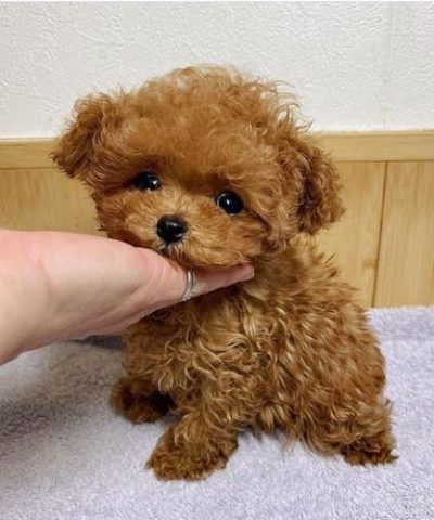 Regalo Mini Toy Cachorros Caniches 